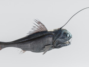 Angler Deep Sea Fish 3D 模型