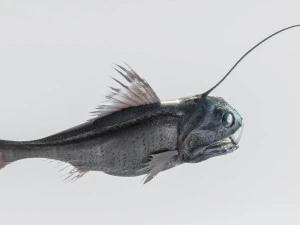 Angler Deep Sea Fish 3D Model