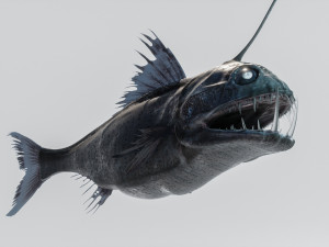 Angler Deep Sea Fish 3D 模型