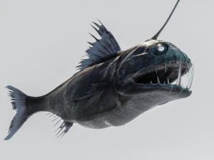 Angler Deep Sea Fish 3D Model