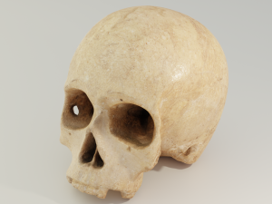 Human Skull Model 3D