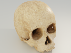 Human Skull 3D 模型