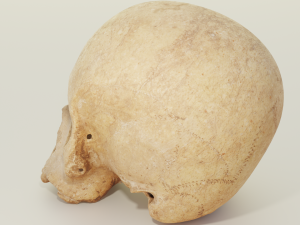 Human Skull 3D 模型