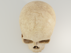 Human Skull 3D 模型
