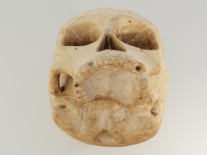 Human Skull 3D 模型