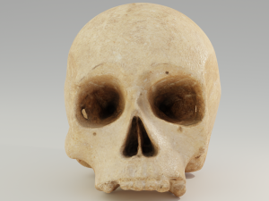 Human Skull 3D 模型