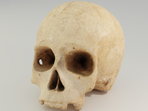 Human Skull 3D 模型