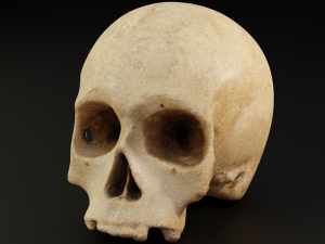 Human Skull 3D 模型