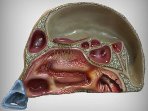 Human Four Senses 3D Model