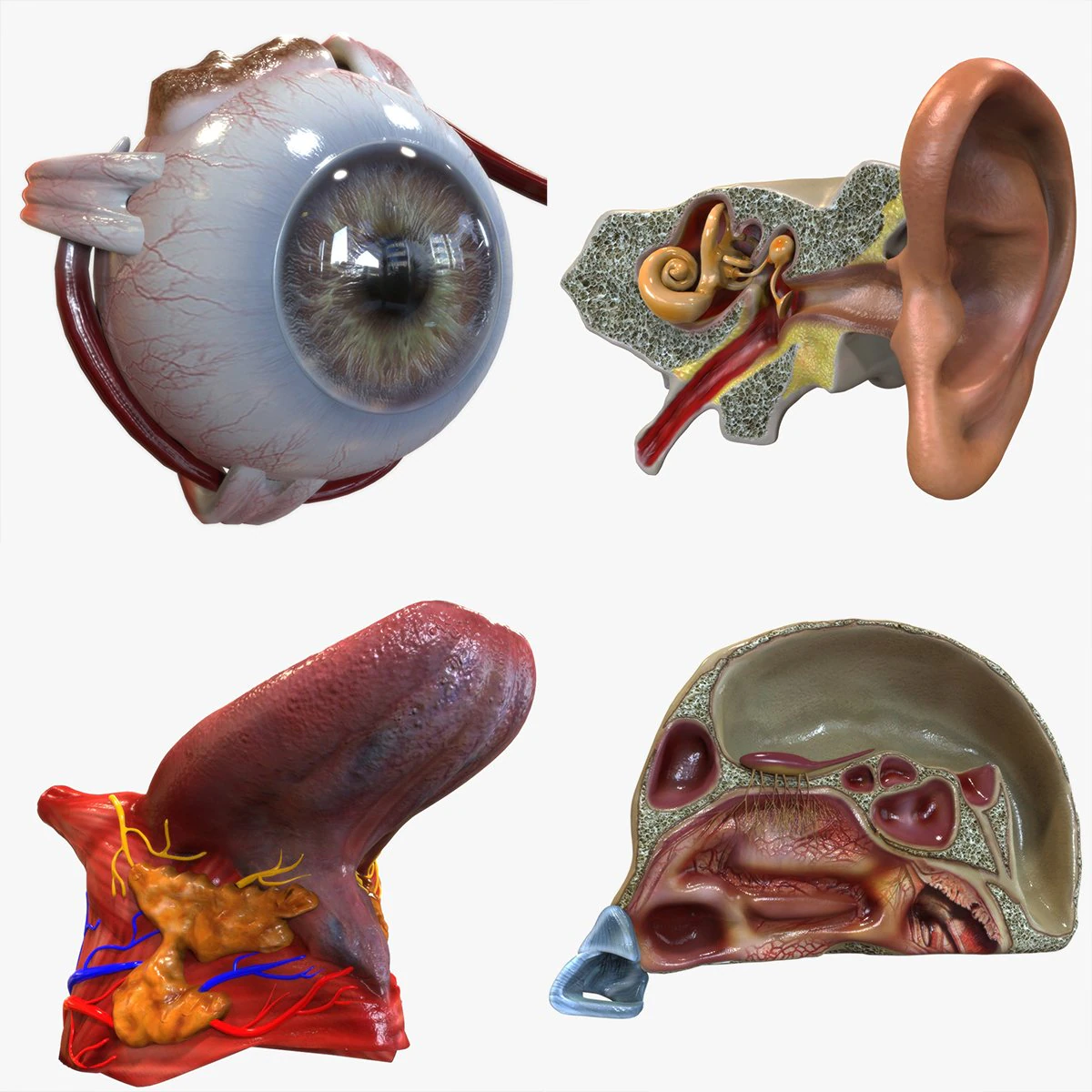 Human Four Senses 3D Model .c4d .max .obj .3ds .fbx .stl .blend 