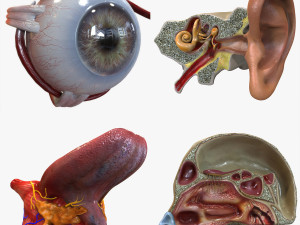 Human Four Senses 3D-Modell