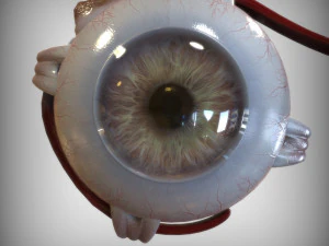 Human Four Senses 3D Model