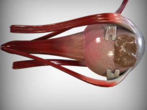 Human Four Senses 3D Model