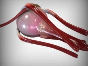 Human Four Senses 3D Model