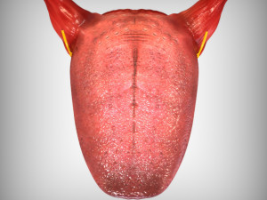 Human Four Senses Model 3D