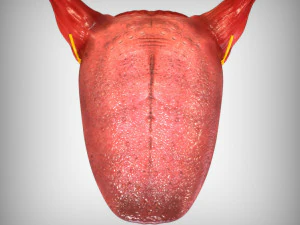 Human Four Senses 3D Model