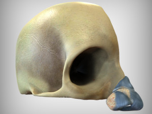 Human Four Senses Model 3D