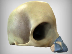Human Four Senses 3D Model
