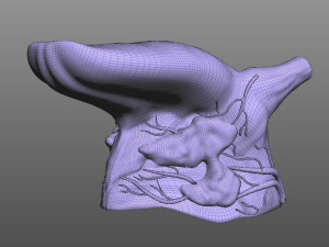 Human Four Senses Model 3D