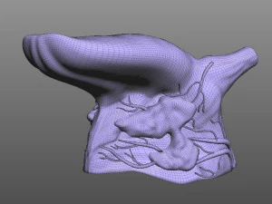 Human Four Senses 3D Model