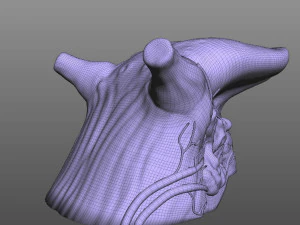 Human Four Senses 3D Model