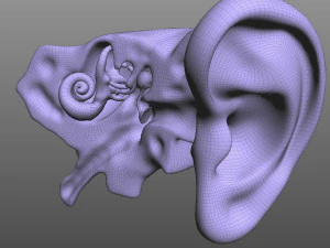 Human Four Senses 3D Model