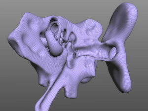 Human Four Senses 3D Model