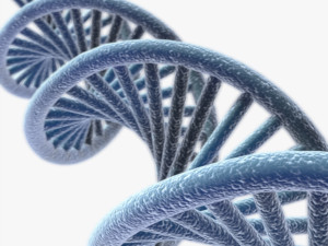 DNA 3D Model