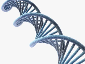 DNA 3D Model