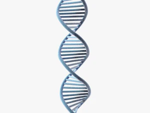 DNA 3D Model