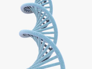 DNA 3D Model