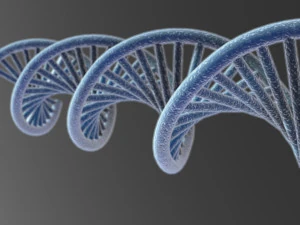 DNA 3D Model