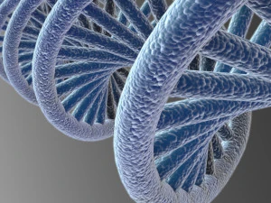 DNA 3D Model