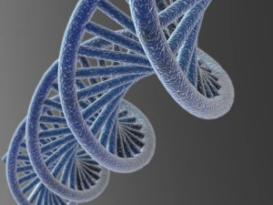 DNA 3D Model