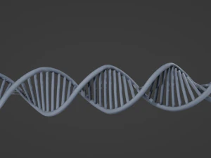 DNA 3D Model