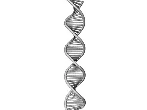 DNA 3D Model