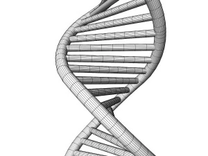 DNA 3D Model