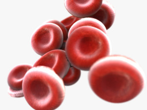 Blood Cells Modèle 3D