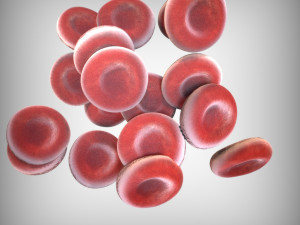 Blood Cells 3D 모델
