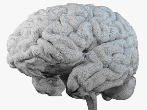 Human Brain Modèle 3D