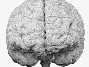 Human Brain Modèle 3D