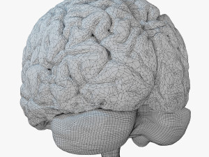 Human Brain Modèle 3D