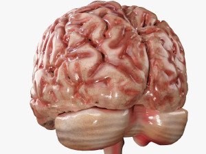 Human Brain Modèle 3D