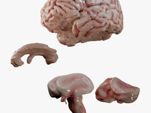 Human Brain Modèle 3D