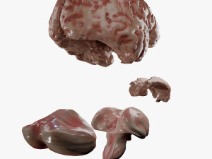 Human Brain Modèle 3D