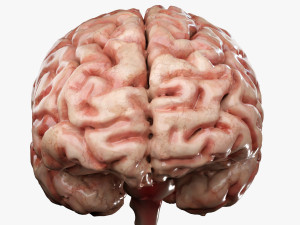 Human Brain Modèle 3D