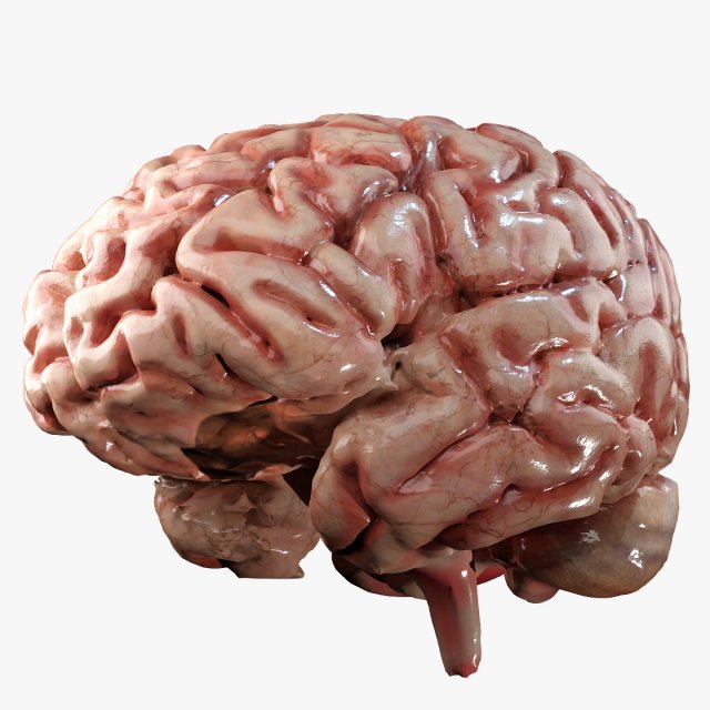 Human Brain Modèle 3D .c4d .max .obj .3ds .fbx .stl .blend 