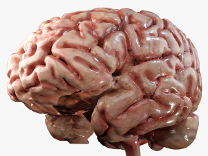 Human Brain 3D Model