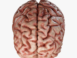 Human Brain Modèle 3D
