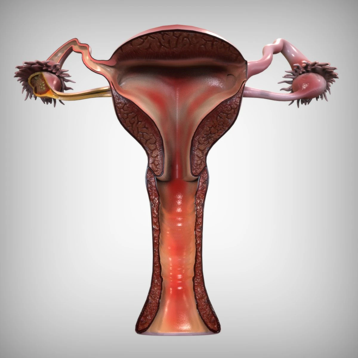 Female Reproductive System 3D Model .c4d .max .obj .3ds .fbx .stl .blend 